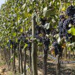 Vendemmia, Consorzio Vini Montecucco: ottima qualità e grande quantità