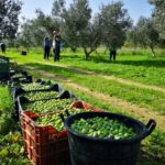 Olio di oliva, Mediterraneo in ripresa ma non l’Italia