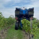 Confagri Forlì-Cesena: vendemmia ripartita dopo alluvione