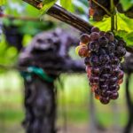 Vino, Uvive: per cambiamento climatico servono piante più resilienti