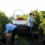 Vendemmia, Cantina di Venosa: resa dimezzata ma qualità molto alta