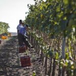 Cantina Vignaioli Morellino di Scansano lancia nuova etichetta solidale