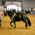 Al via domani a Veronafiere la 126a edizione di Fieracavalli