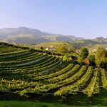 Vino, la Valpolicella in prima linea contro il cambiamento climatico