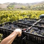 Vino, Fantini Group: calo produzione diffuso ma soddisfatti da qualità