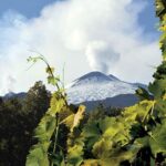 Nasce a Palermo la Federazione Strade vino olio sapori di Sicilia