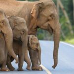 “Gli elefanti non sono persone”, resteranno nello zoo in Colorado